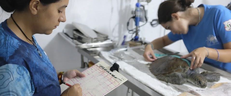 Two staff examining a sea turtle at Atoll Marine Centre, Maldives
