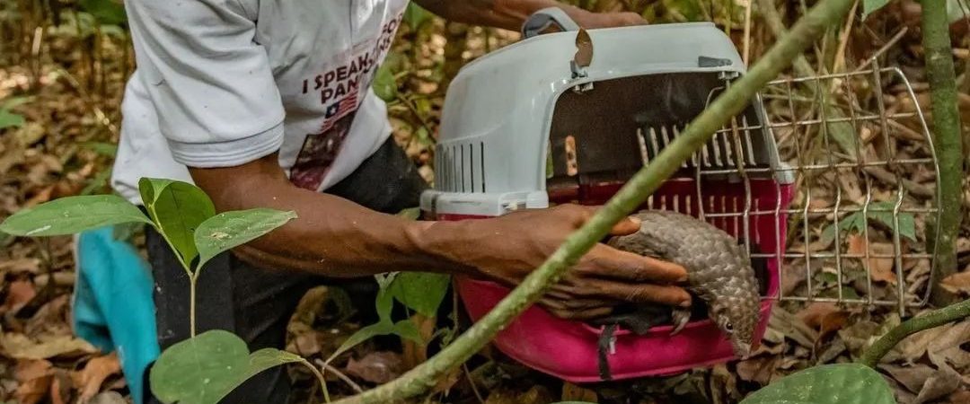 A pangolin in a carrier being released at Libassa, Liberia